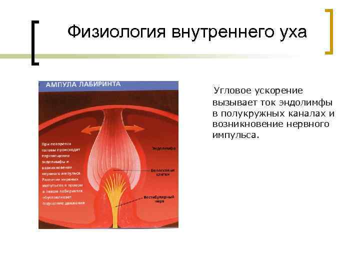 Физиология внутреннего уха Угловое ускорение вызывает ток эндолимфы в полукружных каналах и возникновение нервного