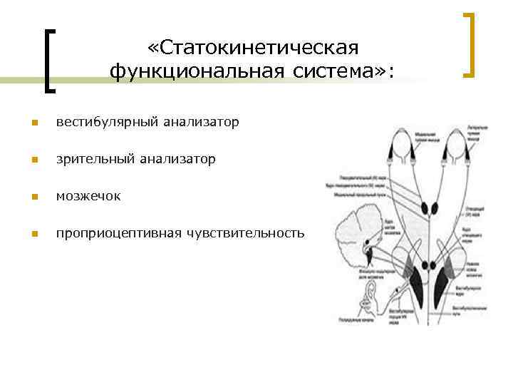 Строение статокинетического отдела уха статокинетический анализатор равновесия презентация