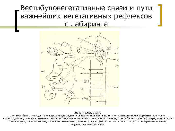 Презентация на тему вестибулярный анализатор мышечное чувство осязание 8 класс