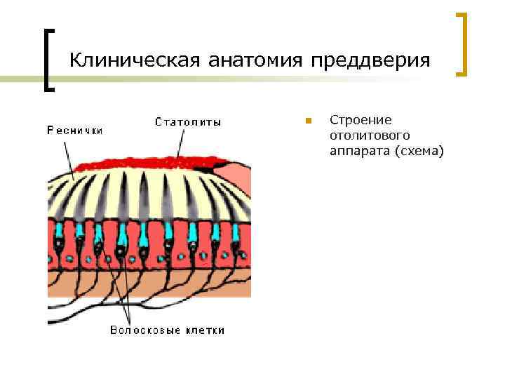 Клиническая анатомия преддверия n Строение отолитового аппарата (схема) 