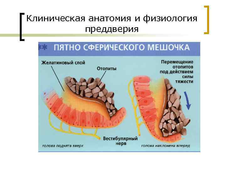 Вестибулярный анализатор физиология презентация