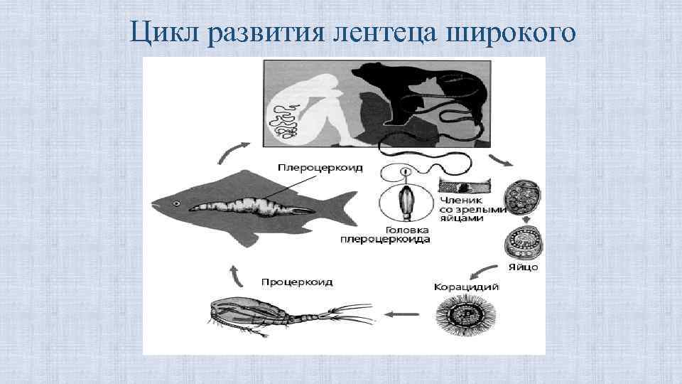 Цикл развития лентеца широкого 