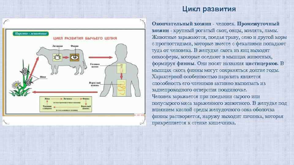Цикл развития Окончательный хозяин - человек. Промежуточный хозяин - крупный рогатый скот, овцы, козлята,