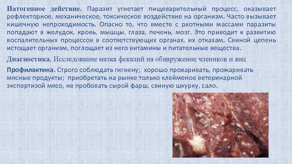 Патогенное действие. Паразит угнетает пищеварительный процесс, оказывает рефлекторное, механическое, токсическое воздействие на организм. Часто