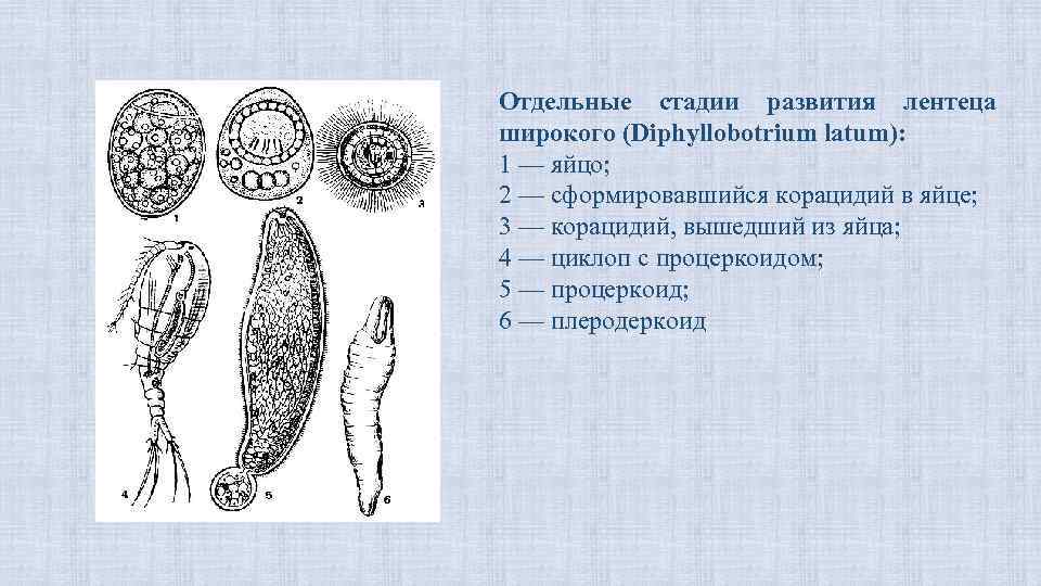 Отдельные стадии развития лентеца широкого (Diphyllobotrium latum): 1 — яйцо; 2 — сформировавшийся корацидий