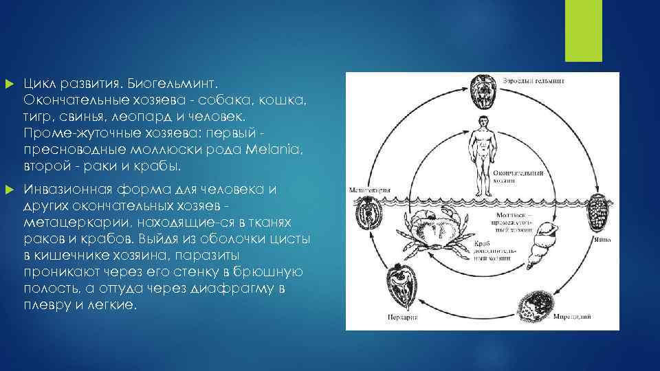  Цикл развития. Биогельминт. Окончательные хозяева собака, кошка, тигр, свинья, леопард и человек. Проме