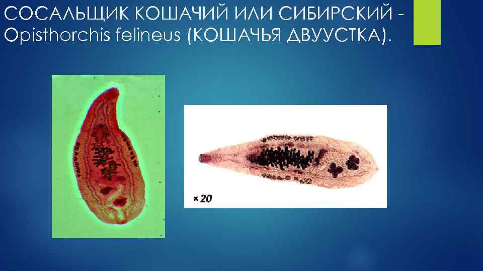 СОСАЛЬЩИК КОШАЧИЙ ИЛИ СИБИРСКИЙ Opisthorchis felineus (КОШАЧЬЯ ДВУУСТКА). 