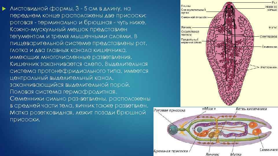  Листовидной формы, 3 5 см в длину, на переднем конце расположены две присоски: