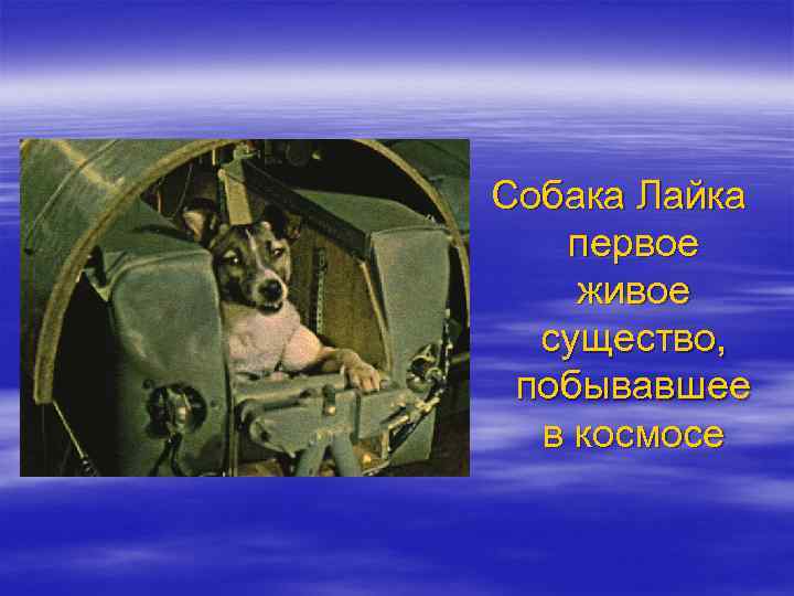 Собака Лайка первое живое существо, побывавшее в космосе 
