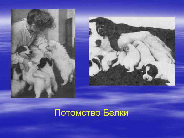 Потомство Белки 