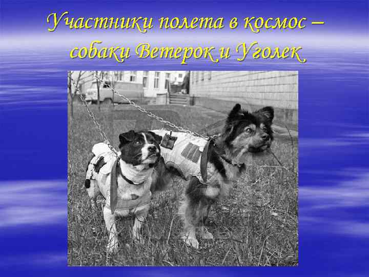 Участники полета в космос – собаки Ветерок и Уголек 