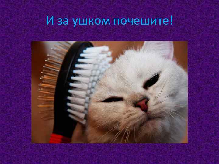 И за ушком почешите! 