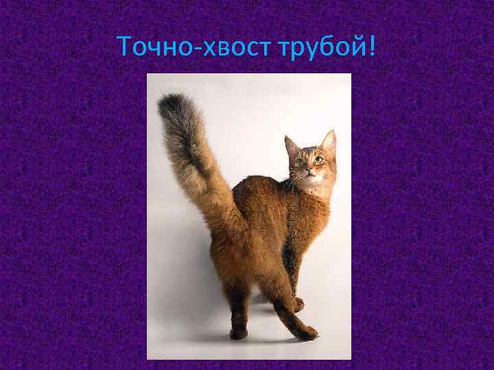 Точно-хвост трубой! 