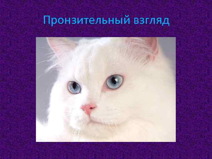 Пронзительный взгляд 