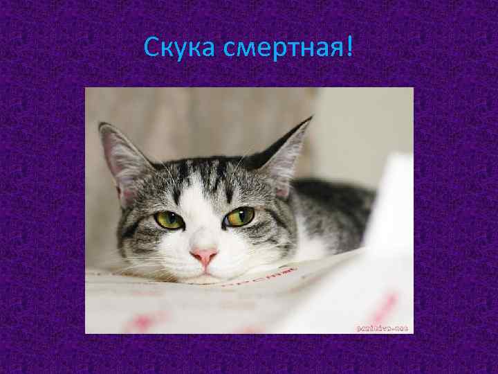 Скука смертная! 