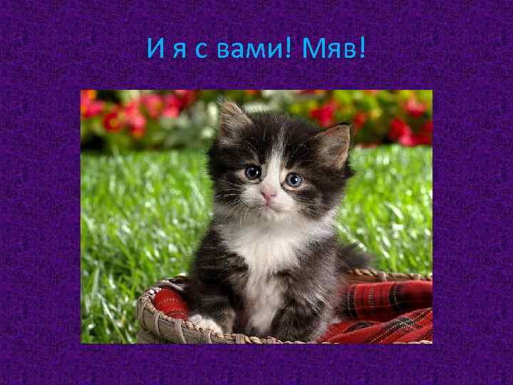 И я с вами! Мяв! 