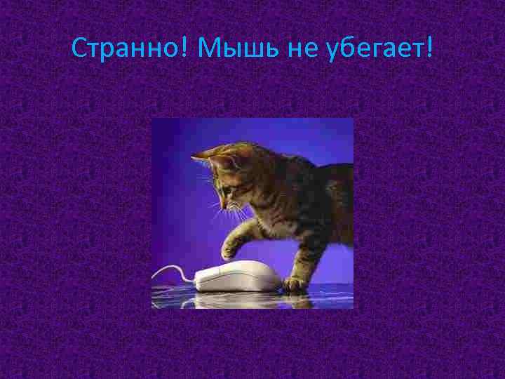 Странно! Мышь не убегает! 
