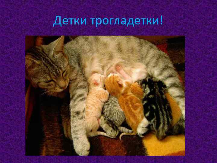 Детки трогладетки! 
