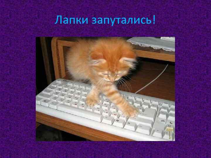 Лапки запутались! 