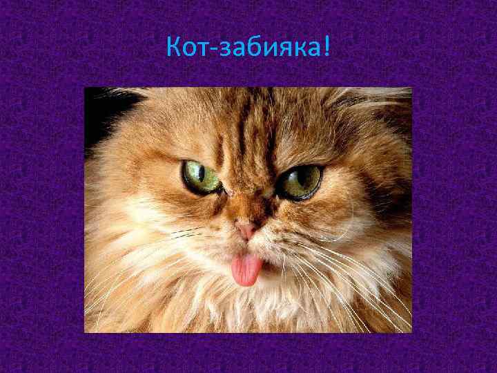Кот-забияка! 
