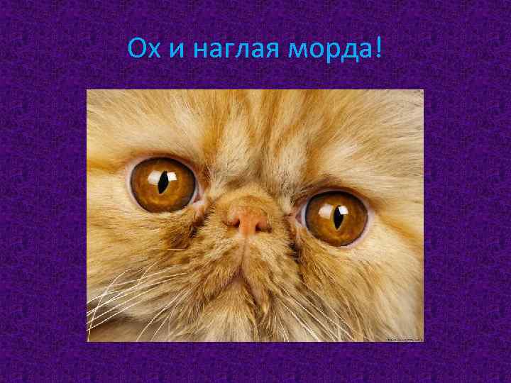 Ох и наглая морда! 