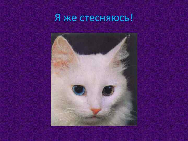 Я же стесняюсь! 