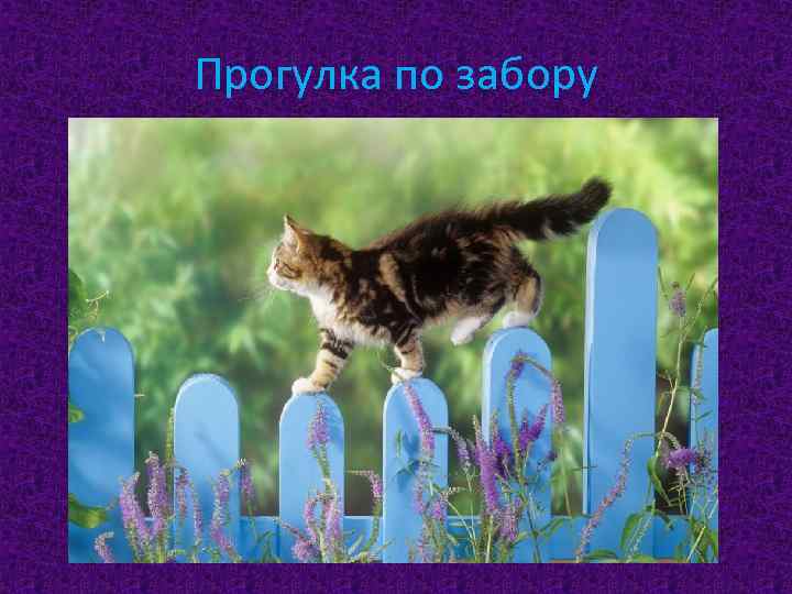 Прогулка по забору 