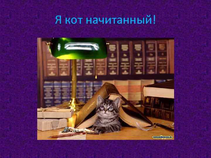 Я кот начитанный! 