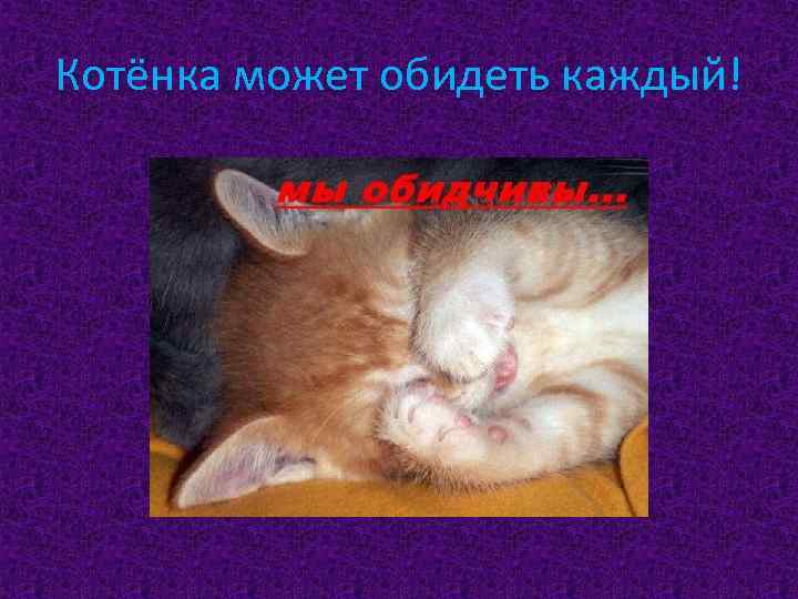 Котёнка может обидеть каждый! 