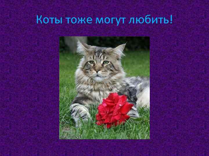 Коты тоже могут любить! 