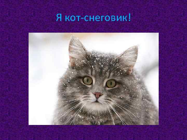 Я кот-снеговик! 