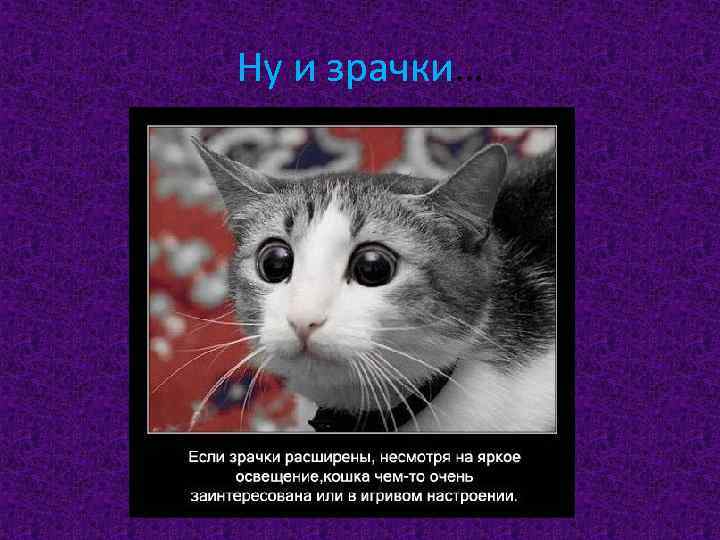 Ну и зрачки… 