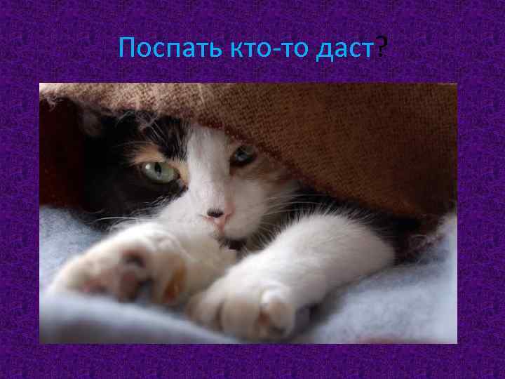 Поспать кто-то даст? 