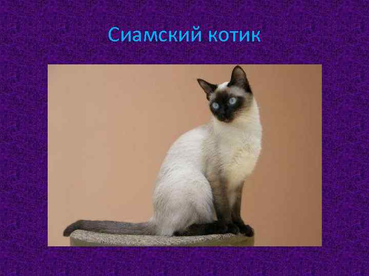 Сиамский котик 