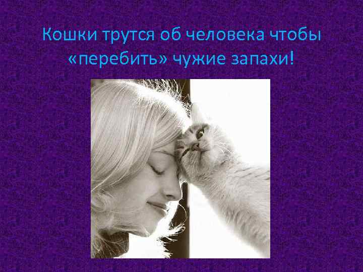 Кошки трутся об человека чтобы «перебить» чужие запахи! 