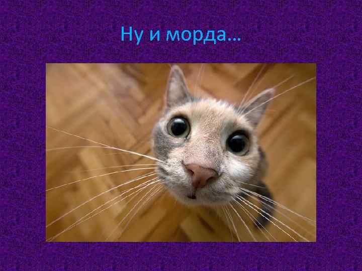 Ну и морда… 