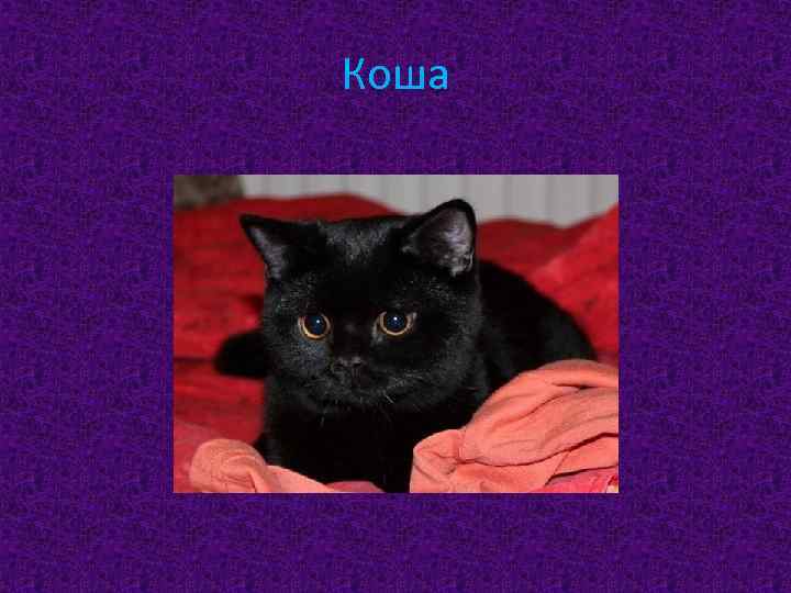 Коша 