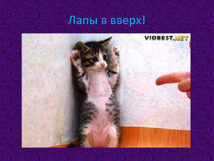 Лапы в вверх! 