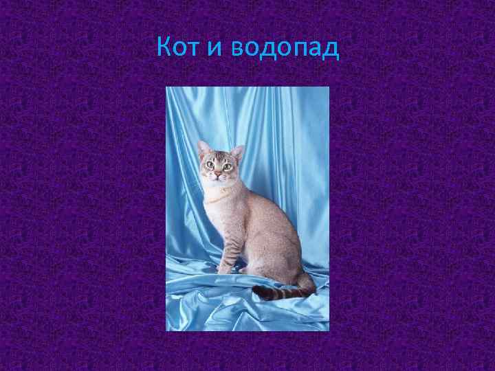 Кот и водопад 