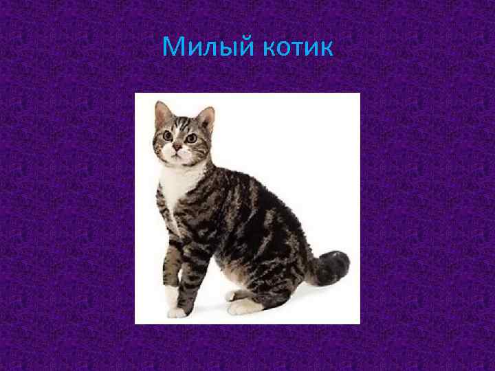 Милый котик 