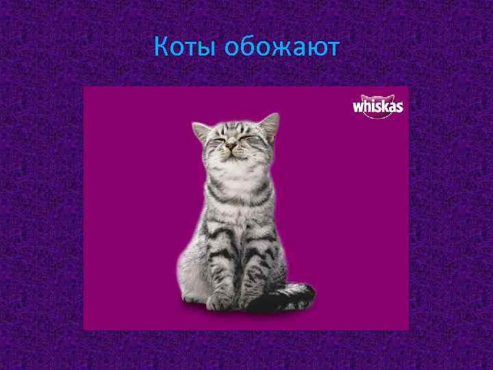 Коты обожают 