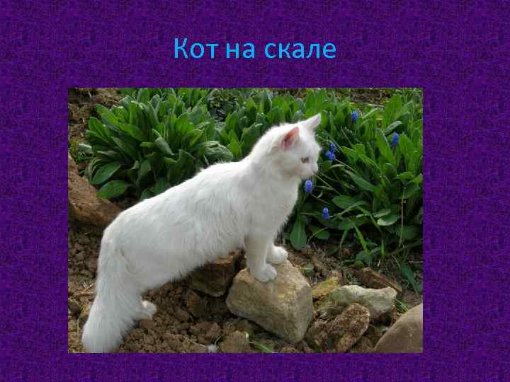 Кот на скале 