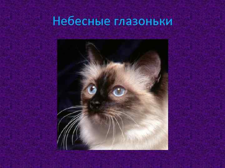 Небесные глазоньки 