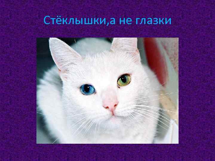 Стёклышки, а не глазки 