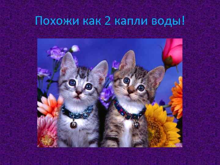 Похожи как 2 капли воды! 