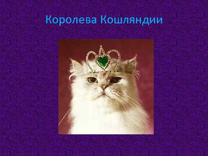 Королева Кошляндии 