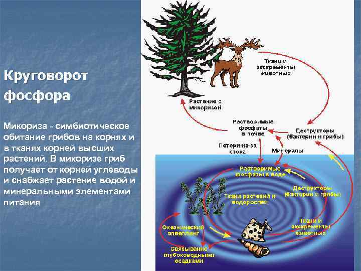 Круговорот фосфора Микориза - симбиотическое обитание грибов на корнях и в тканях корней высших