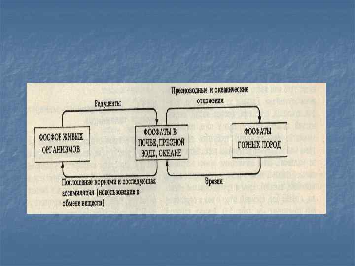 Биогеохимический цикл фосфора схема 9 класс