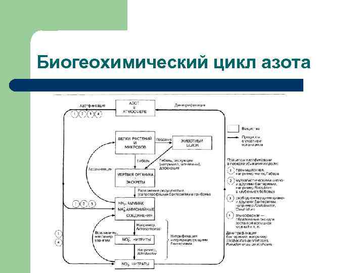 Биогеохимический цикл азота 