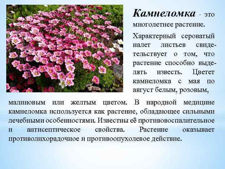 Цветы камнеломка фото описание и фото